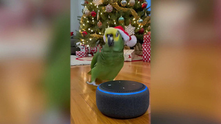 Видели видео: ролики, которые в уходящем году собрали миллионы просмотров