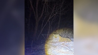 В Приморье отловили первого в 2026 году «конфликтного» амурского тигра