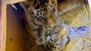 Оставшихся без матери тигрят спасли в Приморье: кадры