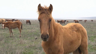 В Год лошади смотрите репортаж об уникальном острове мустангов в Ростовской области