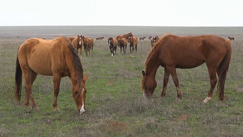 Репортаж из уникального заповедника в Ростовской области, где обитают донские мустанги