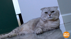 «Праздничные акции» от мошенников. Доброе утро. Фрагмент 