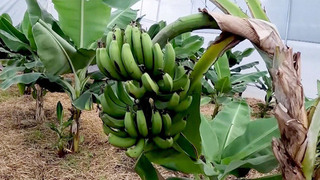 В Сочи готовятся к сбору большого урожая бананов