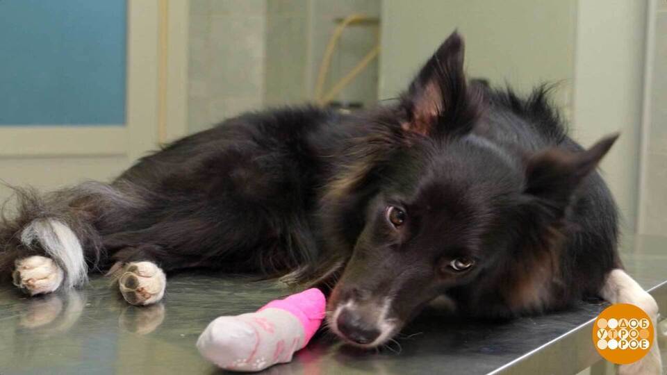 А у меня — лапки. Болят… Доброе утро. Фрагмент выпуска от 14.01.2026