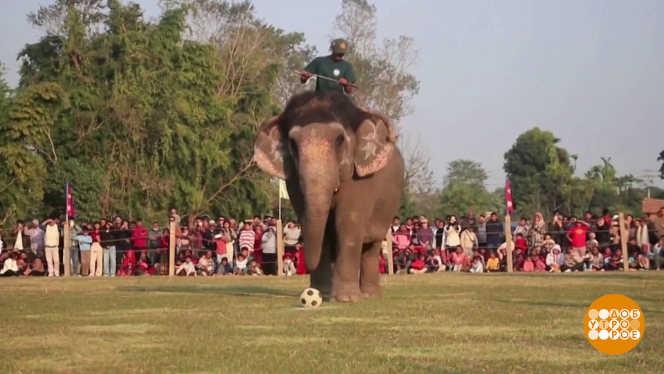Слоны тоже играют в футбол. Доброе утро. Фрагмент выпуска от 15.01.2026