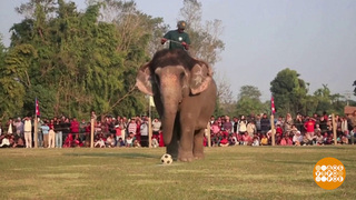Слоны тоже играют в футбол. Доброе утро. Фрагмент 