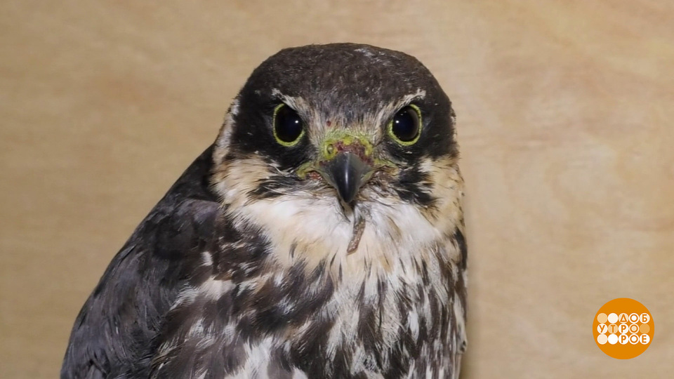 Птичку жалко! Надо спасать… Доброе утро. Фрагмент выпуска от 15.01.2026