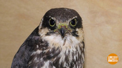 Птичку жалко! Надо спасать… Доброе утро. Фрагмент