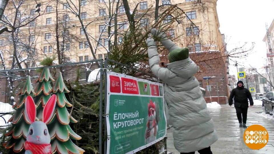 Елка — это вам не мусор! Доброе утро. Фрагмент выпуска от 15.01.2026