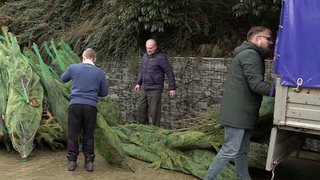 Корреспондент Первого канала выяснила, как после праздника правильно расстаться с елкой