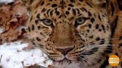 Чем заняты зверушки? Расскажут фотоловушки! Доброе утро. Фрагмент