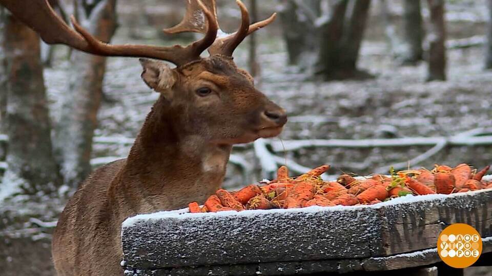 Оленям — морковка, зубрам — груши. Доброе утро. Суббота. Фрагмент выпуска от 17.01.2026