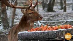 Оленям — морковка, зубрам — груши. Доброе утро. Суббота. Фрагмент