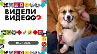 Корги и снеговик, замороженные игрушки, ворона выгуливает собаку. Видели видео? 