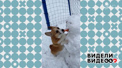 Корги и нос снеговика. Видели видео? Фрагмент