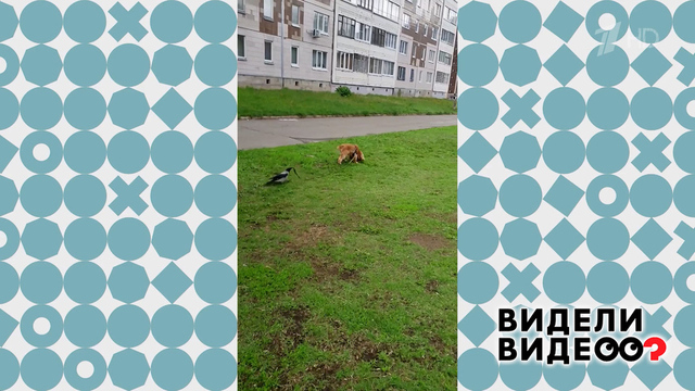 Ворона выгуливает собаку. Видели видео? Фрагмент
