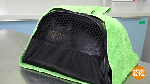 Мы несем с собой кота! В теплой переноске... Доброе утро. Фрагмент