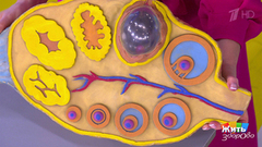 Клетка, которая стала ребенком. Жить здорово! Фрагмент 