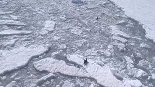 Шкипер, у нас проблемы: пытавшихся обогнать корабль пингвинов сняли на видео