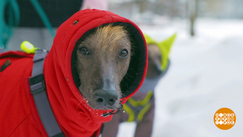 Собака, одевайся, идем гулять! Доброе утро. Фрагмент 