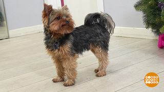 Собака, давай знакомиться! Доброе утро. Фрагмент 