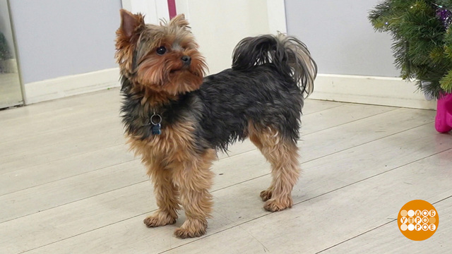 Собака, давай знакомиться! Доброе утро. Фрагмент 