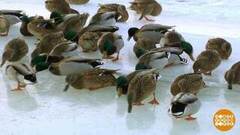 Не нужен им берег турецкий! Их и здесь неплохо кормят… Доброе утро. Фрагмент