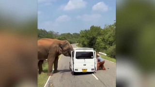 На Шри-Ланке слон напал на микроавтобус с российскими туристами