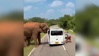 Разозлился и выломал дверь: слон разгромил автобус с туристами из РФ на Шри-Ланке