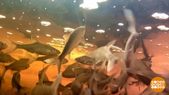 Рыба ищет, где глубже… вздохнуть. Доброе утро. Фрагмент 