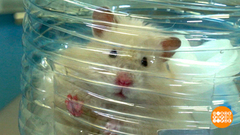 Хомячок, проходите на ингаляцию! Доброе утро. Фрагмент 