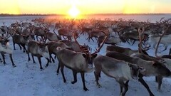 Ямал. Жизнь своих. Анонс