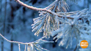 О чем поет снег. Доброе утро. Фрагмент 