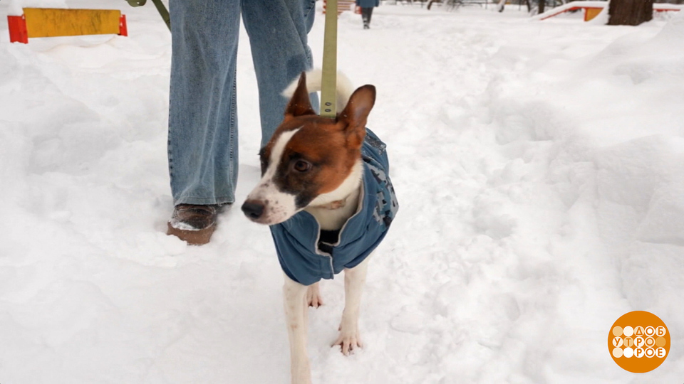 Учим собаку хорошим манерам. Доброе утро. Фрагмент выпуска от 30.01.2026