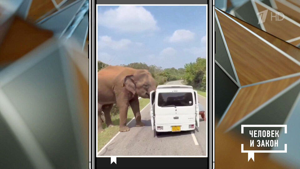 Видео недели: гигантский оползень; слон-сладкоежка; прыгающие рыбы. Человек и закон. Фрагмент выпуска от 30.01.2026