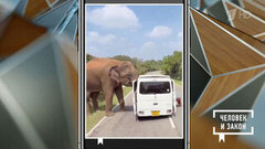 Видео недели: гигантский оползень; слон-сладкоежка; прыгающие рыбы. Человек и закон. Фрагмент