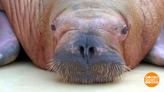 Приходи ко мне лечиться, и бегемотиха, и морж... Доброе утро. Суббота. Фрагмент 