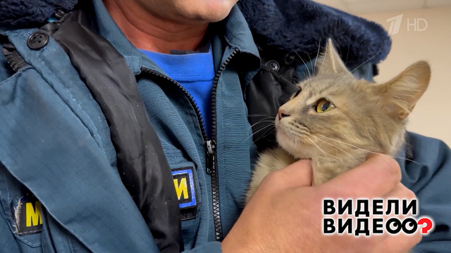 Кошка-психолог. Видели видео? Фрагмент 