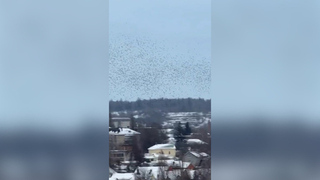 Орнитолог оценил странное поведение птиц при ракетной опасности в Белгороде