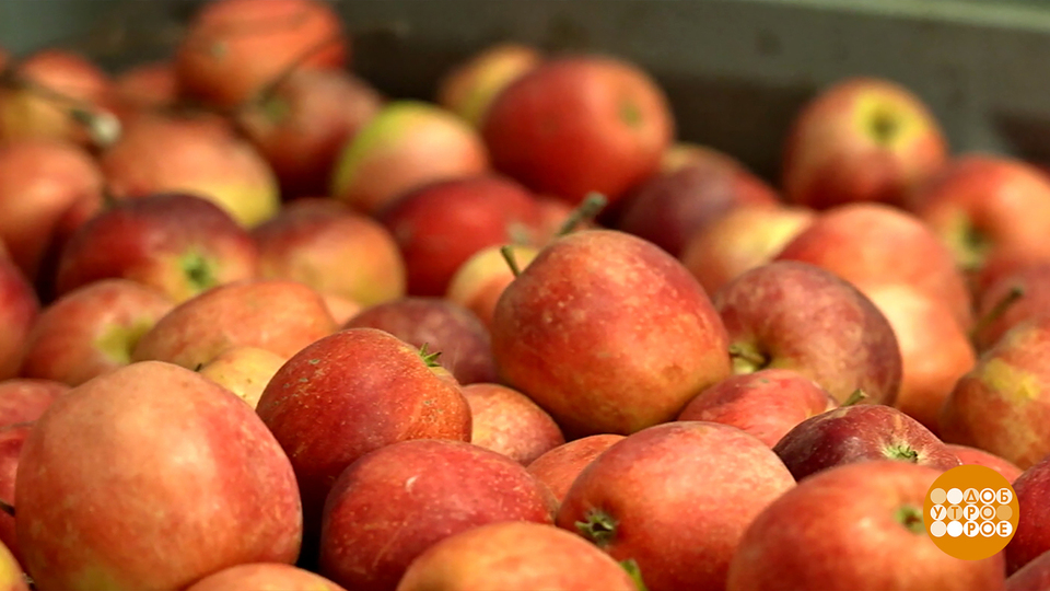 Краснодарский край: чем богаты? Доброе утро. Фрагмент выпуска от 02.02.2026