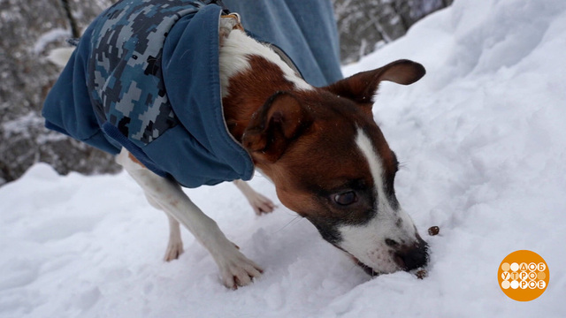Как отучить собаку подбирать еду с земли. Доброе утро. Фрагмент 