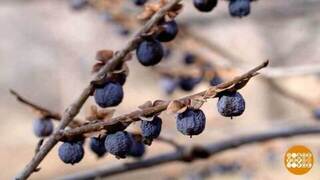 Черная хурма: маленькая, да удаленькая. Доброе утро. Фрагмент 