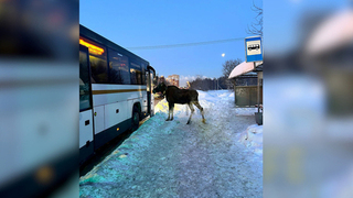 Самого «дисциплинированного» лося сняли на видео в Подмосковье