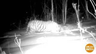 Тигры, мы вас не звали! Доброе утро. Фрагмент 