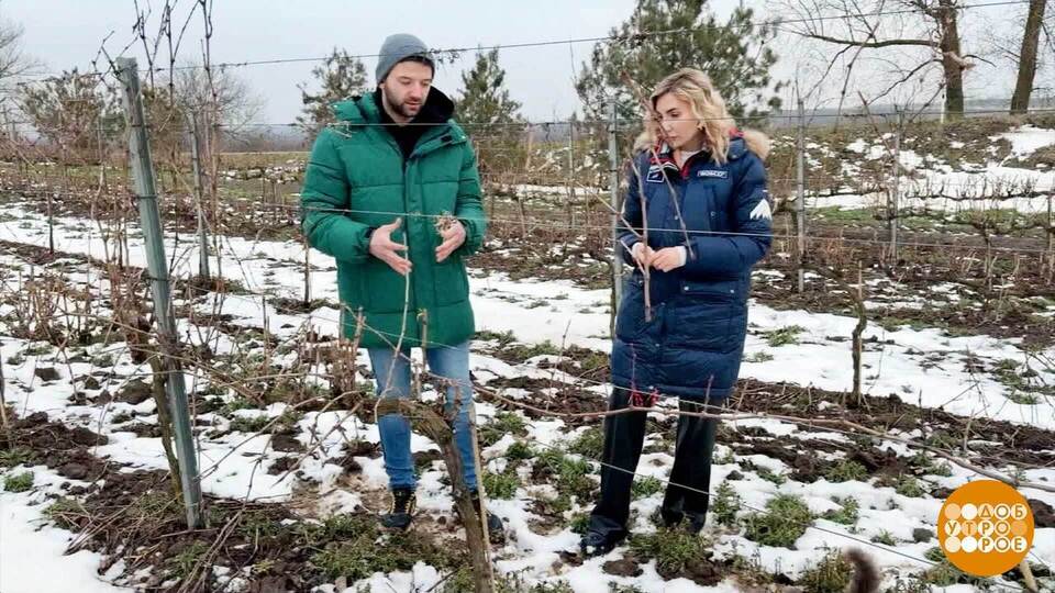 Что снится виноградникам зимой? Доброе утро. Фрагмент выпуска от 05.02.2026