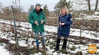 Что снится виноградникам зимой? Доброе утро. Фрагмент 