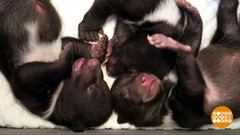 Мишки. Еще маленькие. Но скоро подрастут... Доброе утро. Фрагмент 