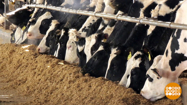 Краснодарский край — молочный край! Доброе утро. Фрагмент 