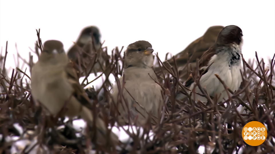 Ворон не считаем. Считаем воробьев! Доброе утро. Суббота. Фрагмент выпуска от 07.02.2026