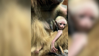 В Ленинградском зоопарке родился детеныш белоруких гиббонов: видео